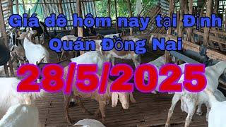 Giá dê hôm nay tại Định Quán Đồng Nai 28/5/2025 - Ù sáng nuôi dê