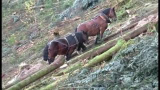 Débardage avec chevaux de trait du site Natura 2000 des Gorges de la Canchee