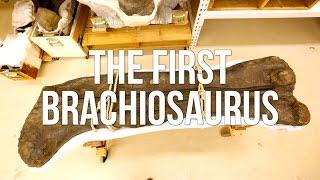 The First Brachiosaurus