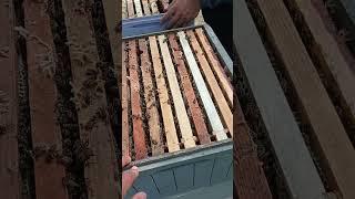 Акация Насыпает!  #bee #пчеловодство #beekeeper #акация #2025