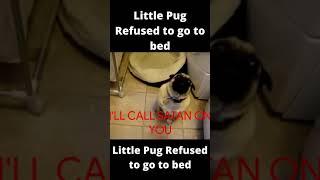 Naughty Pug Refused to go to bed