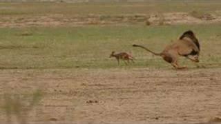 Lion and Jackal Encounter in the Kalahari (Khalagadi)