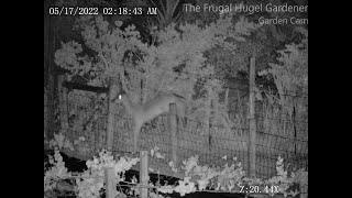 How To 100% Deer Proof Your Garden and Fruit Trees Works for me!