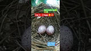 Day-2 Bird's BABY Egg  #birds #nature #viral #ssc #baby #shorts #youtubeshorts