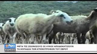 ΕΠΙΘΕΣΕΙΣ ΛΥΚΩΝ ΣΤΟΝ ΕΒΡΟ