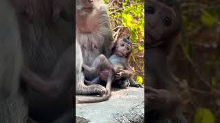 #Animakey#Mom&baby#lovelymonkey#babysocute#viral#animals#youtube#shorts#like#Subscribe#