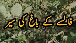 Falsa Garden | Falsa Farming in Pakistan | Village Life | Fresh Falsa