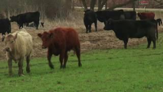 Cattle Cover Crops