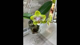 «ОрхоПозитив» от Phal. Yaphon Green Batman