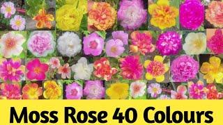 40 rare variety of Portulaca grandiflora flowers /variety of table rose/ Moss rose varities