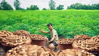 From Farm to Table: Harvesting and Cooking Cassava to create Delicious Sticky Balls!