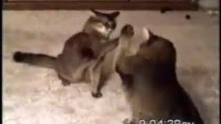 Funny Cats Moments Caught on Camera فيديوهات قطط مضحكة