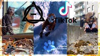 Therian and Quadrobics TikToks || Compilation 🪱🪲|| Alterhumans of TikTok #86