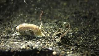 33 ADVENTURES UNDERWATER tiny Slug moving fast and digging in