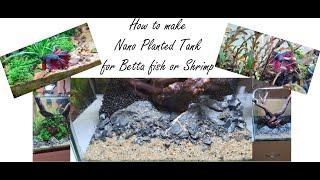 Betta Fish Tank Setup: How To Step By Step Nano Planted Tank Tutorial