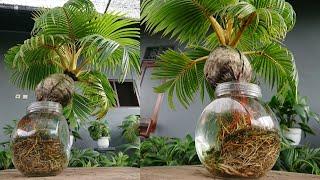 BONSAI KELAPA MEDIA AIR PECAH DAUN FULL | COCONUT BONSAI WATER MEDIA