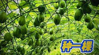 种好佛手瓜的体会. 8 years of Growing Chayote