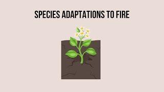 M4 7 Species adaptations to fire