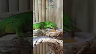 Phelsuma grandis 0.1 lecker Karottensaft