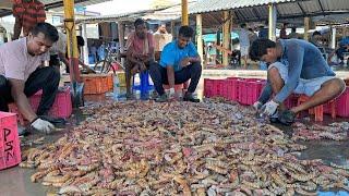 Big Size Prawn  Digha Mohana Marine Fish Auction Centre 