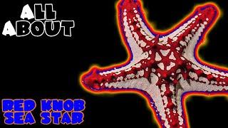 All About The Red Knob Sea Star or Red General Starfish or African Sea Star or Red Spine Star