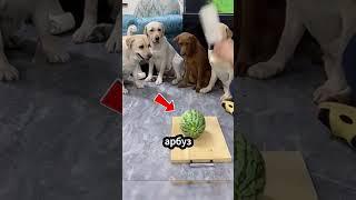 Собаки под давлением признаются в преступлении! 
