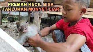 PREMAN KECIL TAKLUKKAN MONYET LIAR!