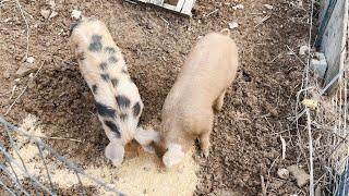 Mountain Life: How We Eat in East Kentucky