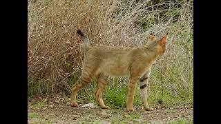 Jungle cat (Felis Chaus)