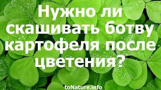 Нужно ли скашивать ботву картофеля после цветения?