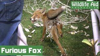 Angry fox battles with football net