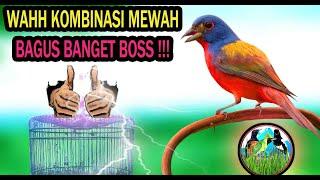 Masteran Burung Kombinasi Full Isian Mewah