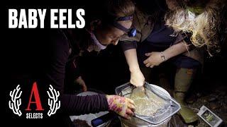 America's Hottest Black Market: Inside the Eel Gold Rush