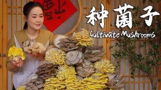 云南人有多爱吃菌？山里没有就家里种！【滇西小哥】