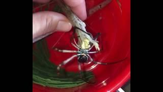 Golden Orb Spider Weaves on Woman's Hand