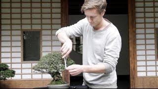 Chinese Elm Bonsai