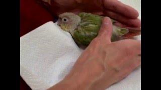 10/12/12 Zazu Green Cheek Conure - First Day