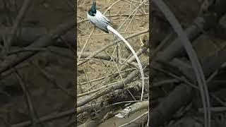 Very Long Tail Bird #birds #nature #wildlife #birdlovers #birding #nature #parrots #natgeo