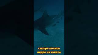 Подводный мир Мальдив! #Мальдивы #дайвинг