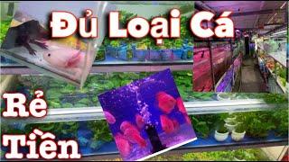 PHÁT HIỆN TIỆM CÁ CẢNH GIÁ RẺ ĐỦ LOẠI CÁ  || VIETNAMESE AQUARIUM FISH SHOP