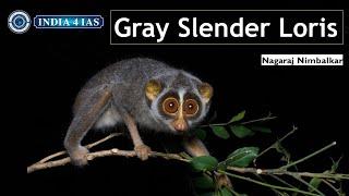 Gray Slender Loris | Environment | UPSC | KPSC | #india4ias #education #civilserviceexam