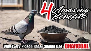 4 Amazing Benefits of Charcoal | Racing Pigeons