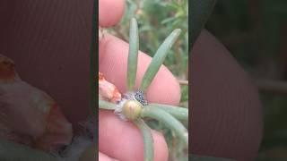 portulaca seeds shorts        #shorts #viralshort #terracegarden #flower #rooftop #seed