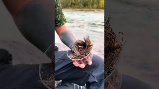 ЛУЧШАЯ ТРАВА ДЛЯ ЖЕНСКОГО ЗДОРОВЬЯ - КРАСНАЯ ЩЕТКА! #фитотерапия #женскоездоровье #травы #климакс