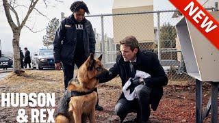 Hudson & Rex [NEW] Season 2024   Amazing Episode 2024  American Series 2024