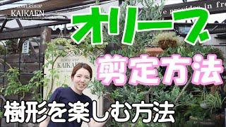 オリーブ 剪定方法【おうちでガーデニング】開花園チャンネル