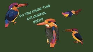 Do you know this bird? Diet, nest building, distribution of Oriental dwarf kingfisher #kingfisher