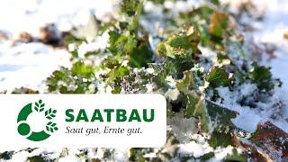 Winterraps Bestandesführung Februar 2021 | SAATBAU LINZ