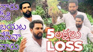 నారు పీకి బయట వేస్తే #5లక్షలు #loss |md hasan Agri tech