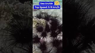 Sea Urchin - Speedy Spike #shorts #shortvideo